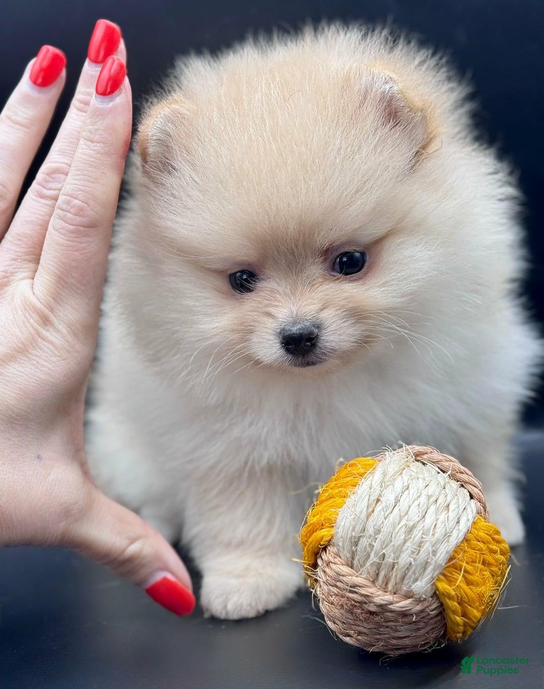 Pomeranian dogs for sale: Milly - Image 1