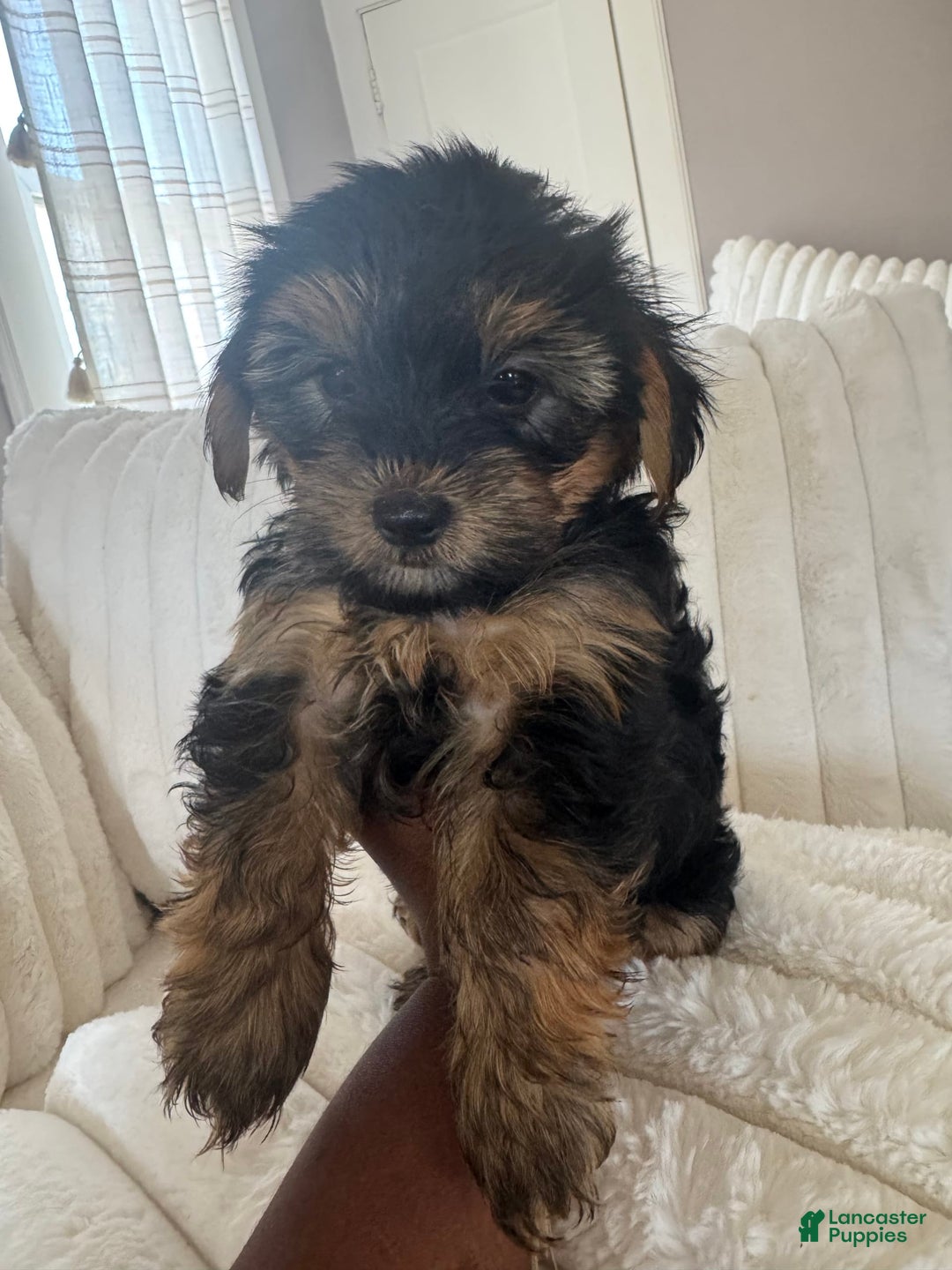 Yorkshire Terrier dogs for sale: Junior - Image 3