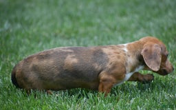 Dachshund dogs for sale: Willow - Image 10