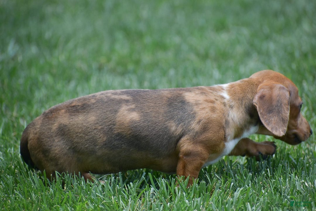Dachshund dogs for sale: Willow - Image 10