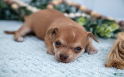 Chihuahua dogs for sale: Nelly - Image 2