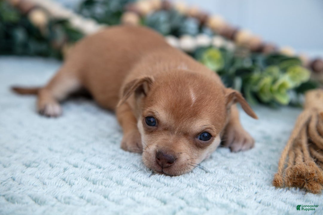 Chihuahua dogs for sale: Nelly - Image 2