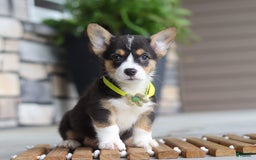 Welsh Corgi Pembroke dogs for sale: Bruno - Image 6