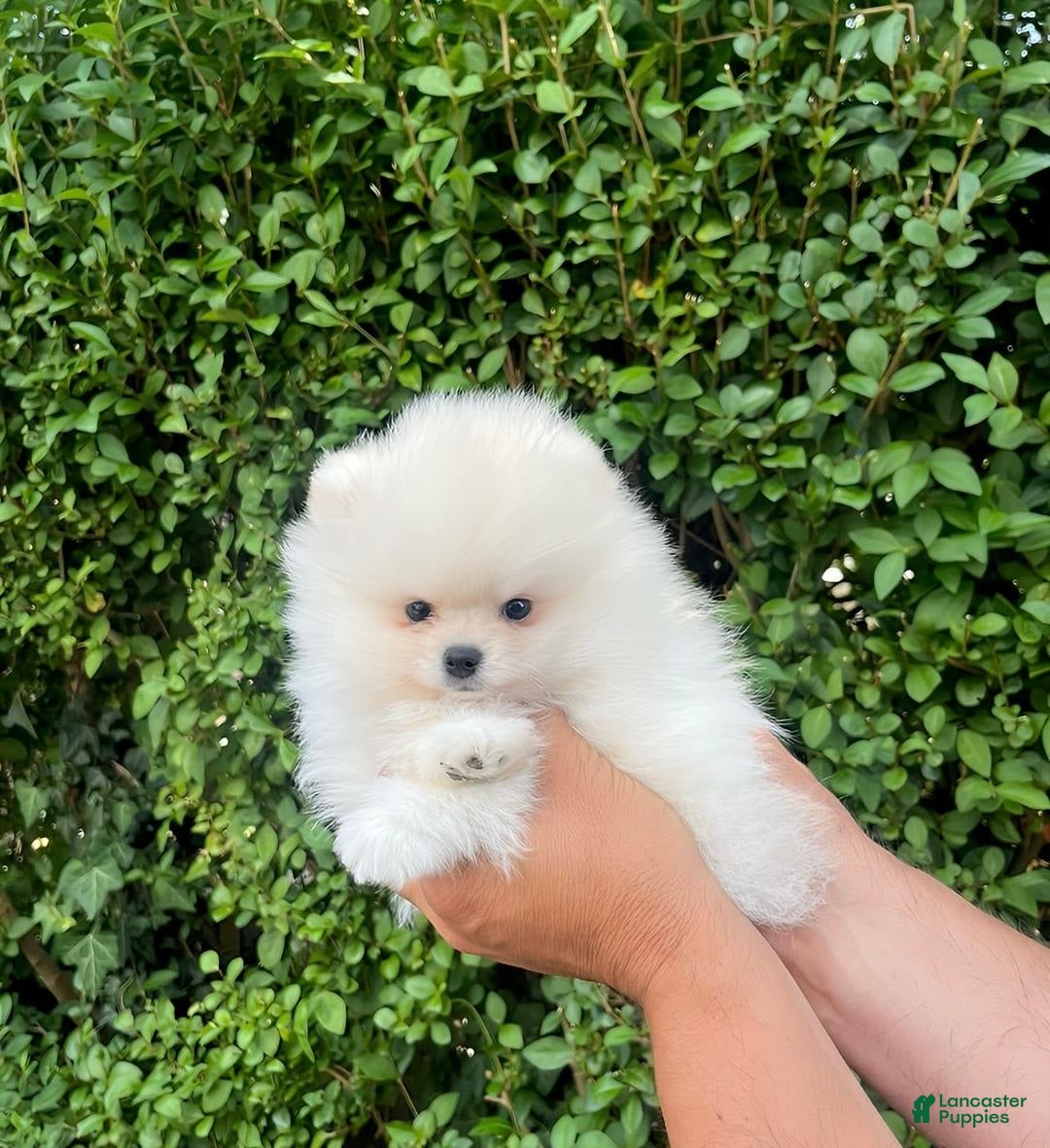 Maltipoo dogs for sale: Kity - Image 1