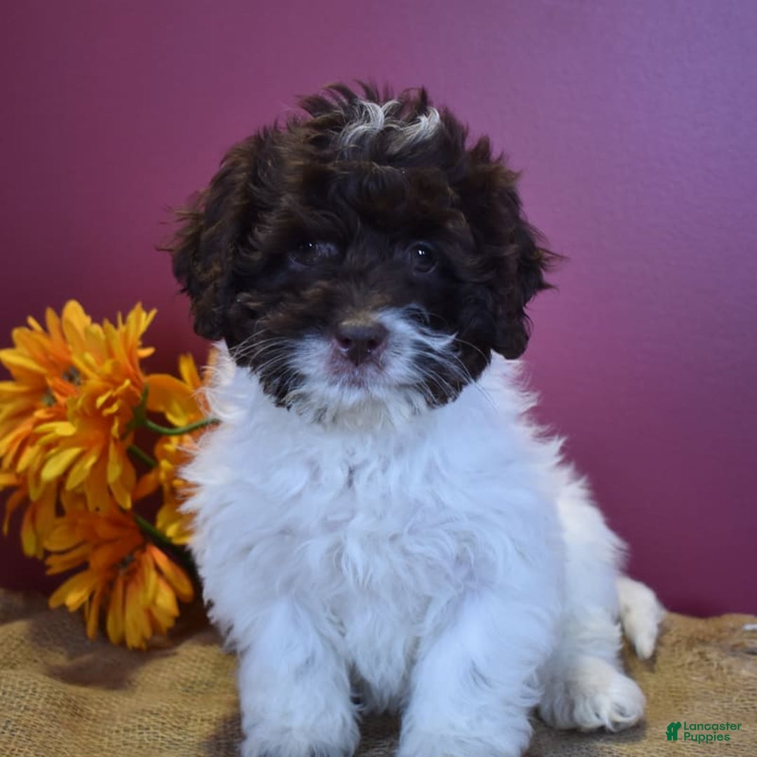 Cavapoo dogs for sale: Janie - Image 1
