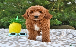 Mini Goldendoodle dogs for sale: Edger - Image 22