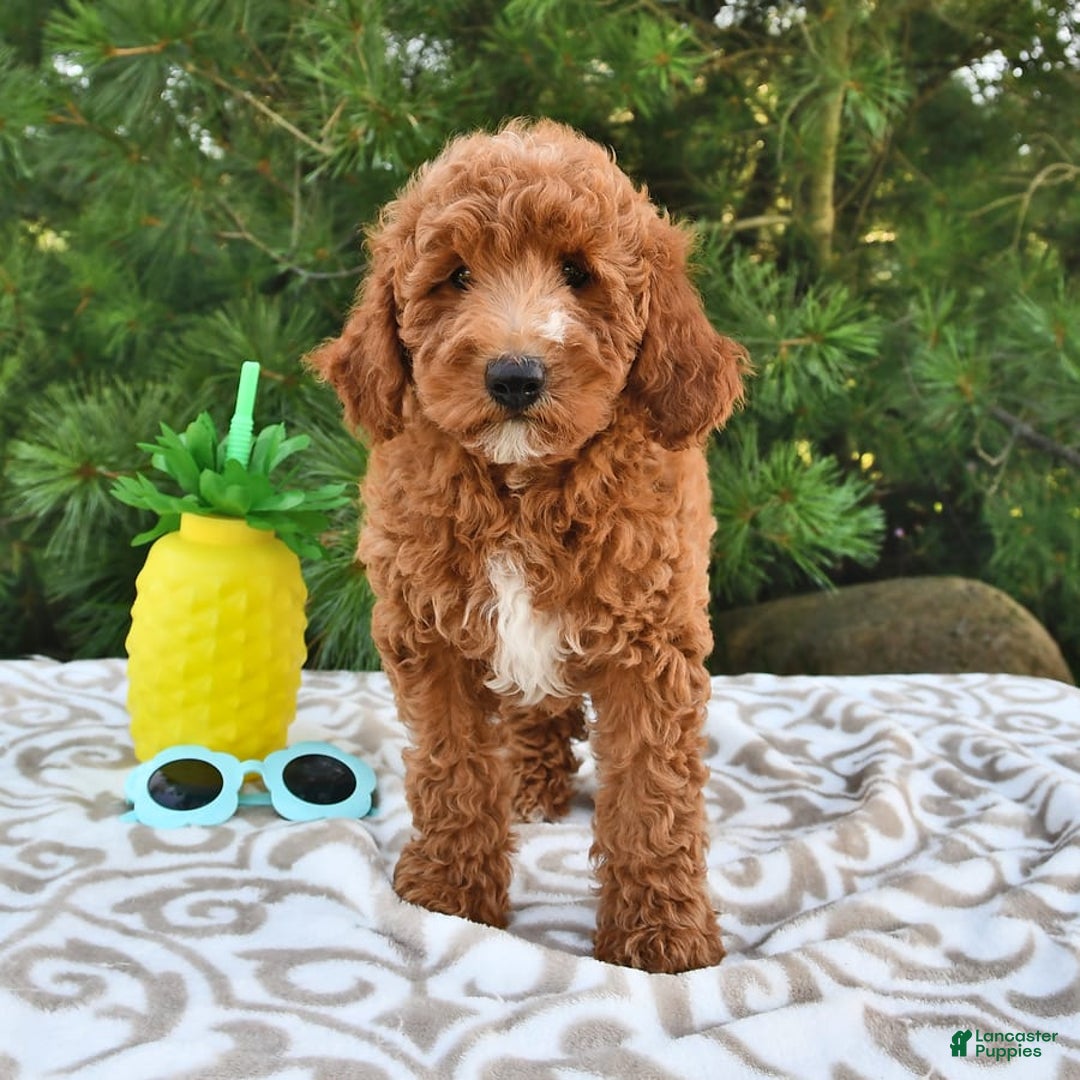 Mini Goldendoodle dogs for sale: Edger - Image 22