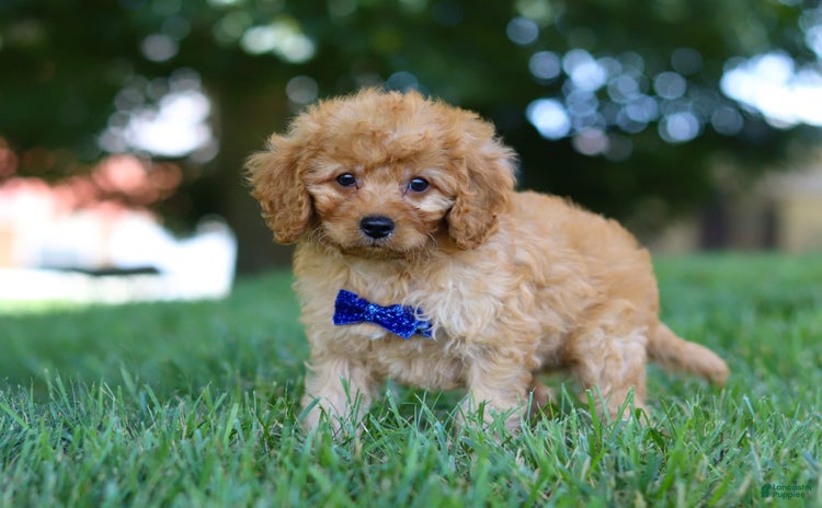 Cavapoo dogs for sale - Ad 1