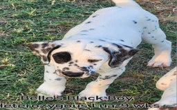 Dalmatian dogs for sale: Belles Black Lua Boy - Image 8