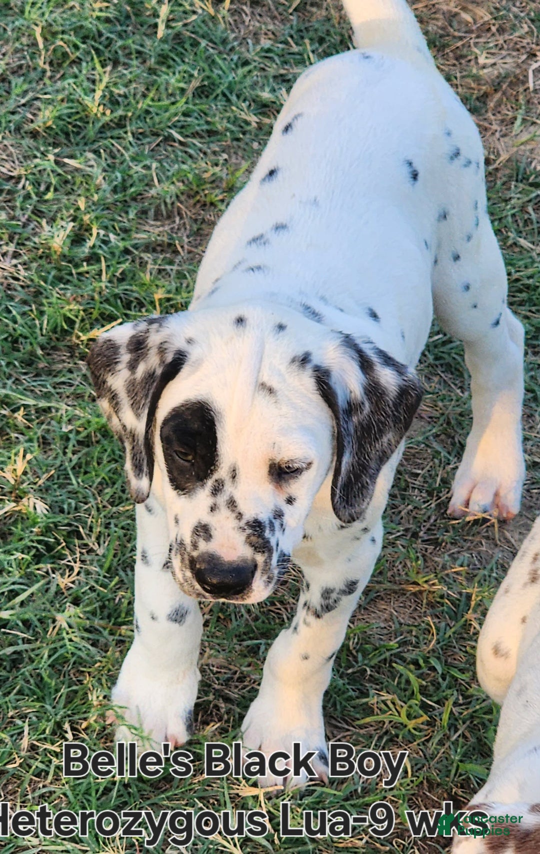 Dalmatian dogs for sale: Belles Black Lua Boy - Image 8