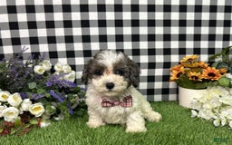 Maltipoo dogs for sale: Maltipoo 4 puppies - Image 2