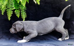 Great Dane dogs for sale: Molly - Image 14