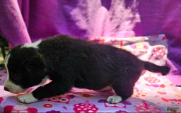 Border Collie dogs for sale: Coco - Image 6