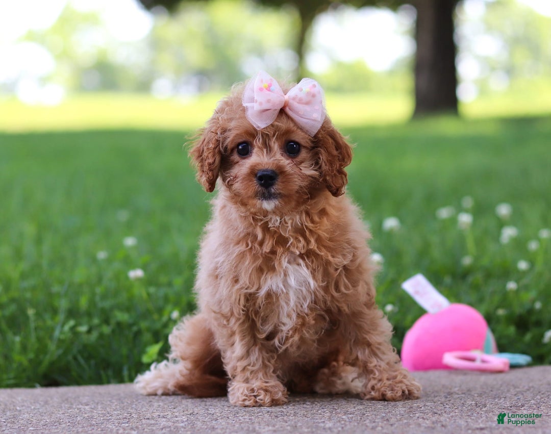 Cavapoo dogs for sale: Joy - Image 6
