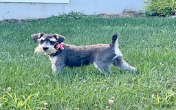 Miniature Schnauzer dogs for sale: Tillie - Image 9
