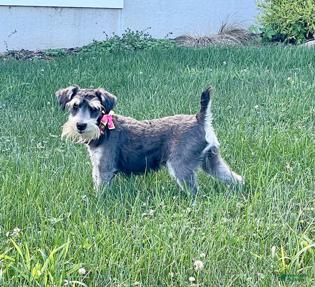 Miniature Schnauzer dogs for sale: Tillie - Image 9