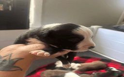 American Bully dogs for sale: Jade - Image 3