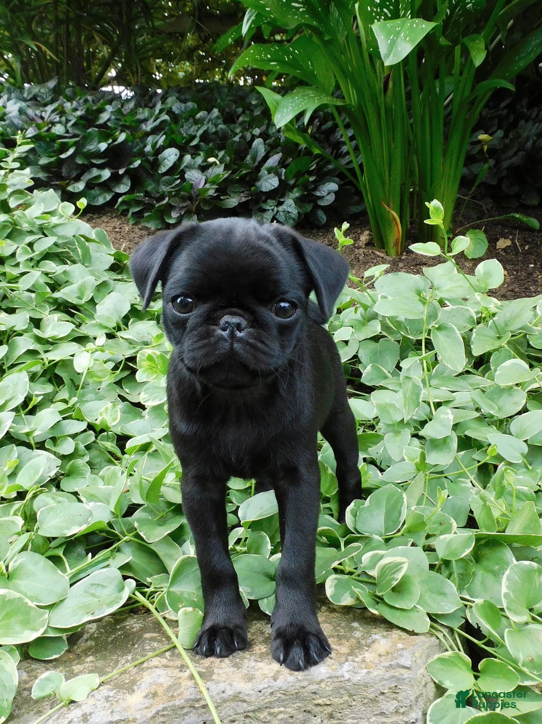 Pug dogs for sale: Pacifica - Image 6