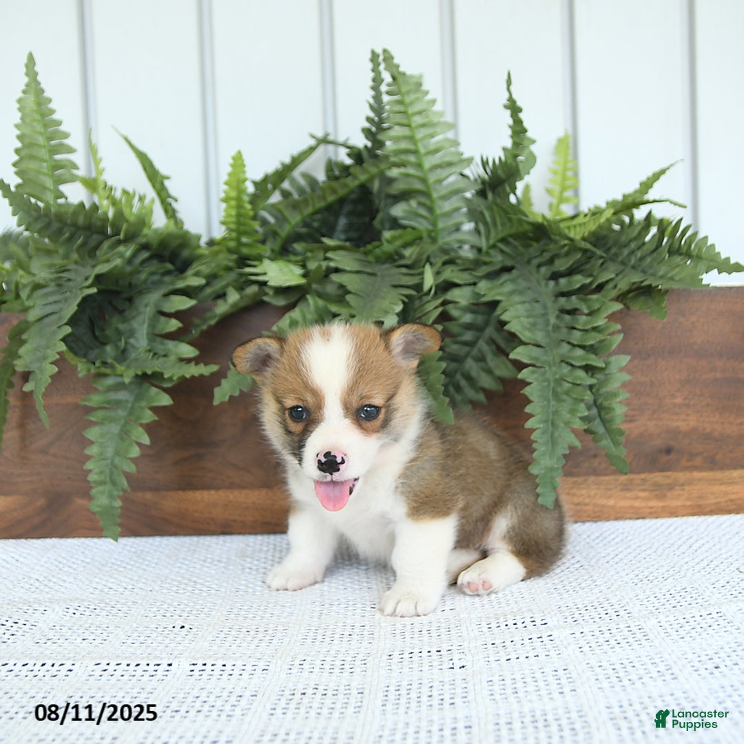 Welsh Corgi Pembroke dogs for sale: Maverick - Image 5
