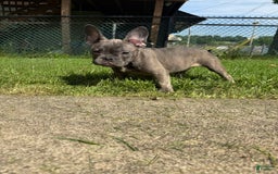 French Bulldog dogs for sale: Avery - Image 10