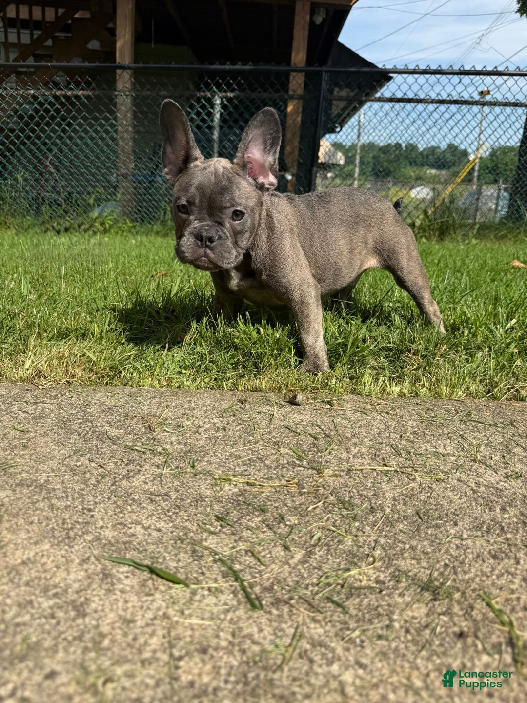 French Bulldog dogs for sale: Avery - Image 10