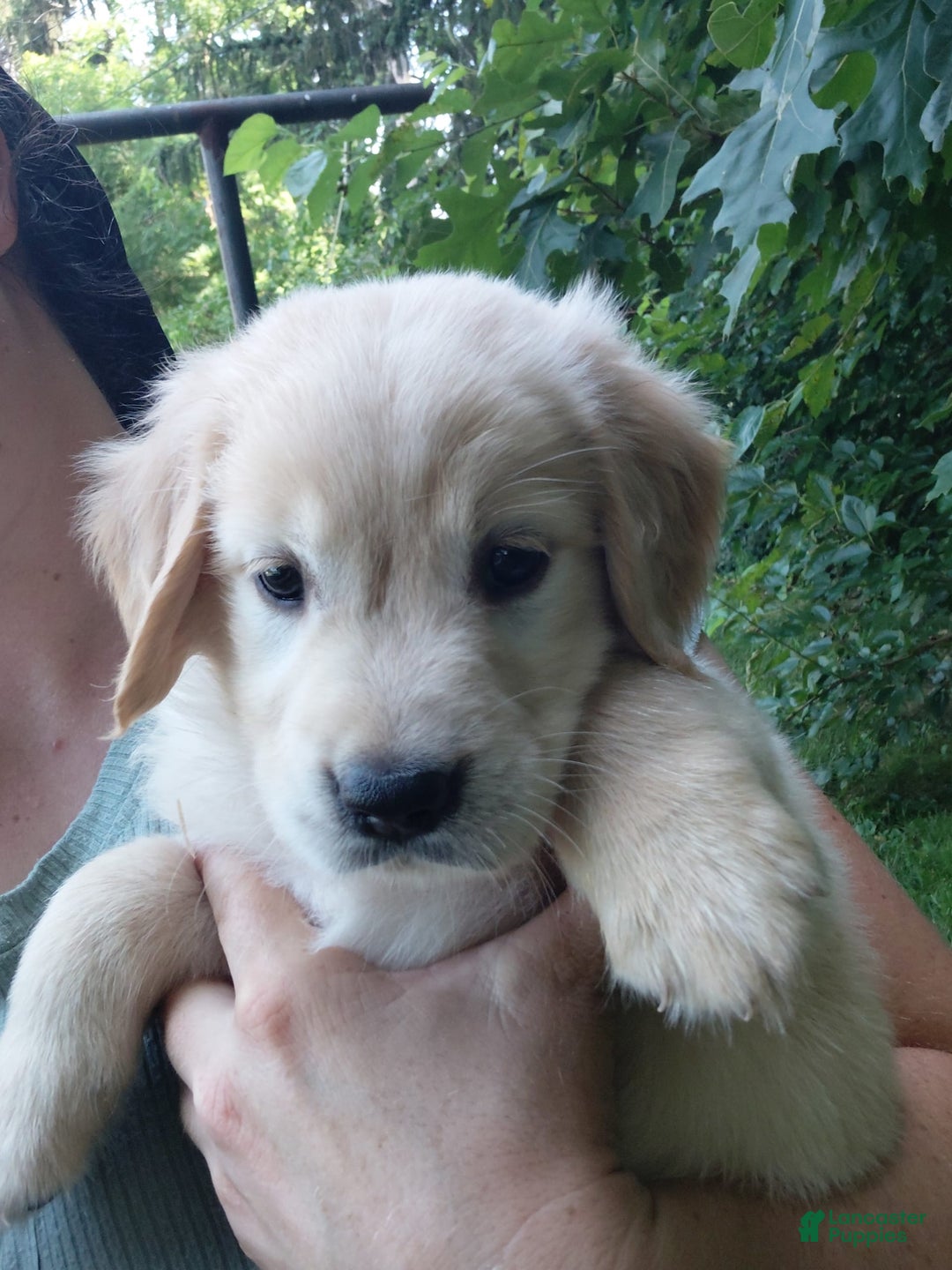 Golden Retriever dogs for sale: Prairie - Image 10