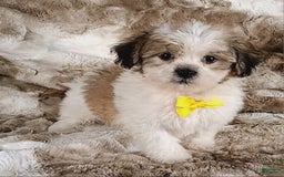 Teddy Bear dogs for sale: Tommy - Image 8