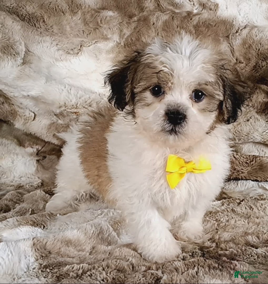 Teddy Bear dogs for sale: Tommy - Image 8