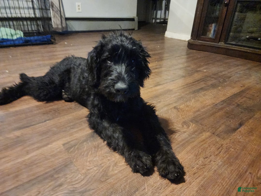 Labradoodle dogs for sale: Ruby - Image 2