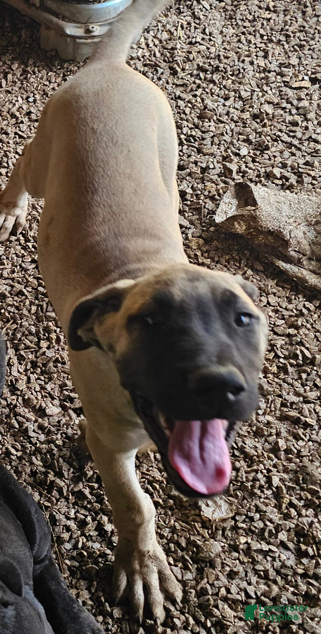 English Mastiff dogs for sale: Marty - Image 2