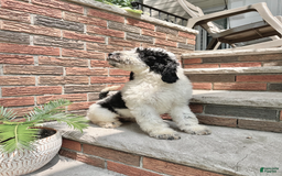 Goldendoodle dogs for sale: Rex - Image 2