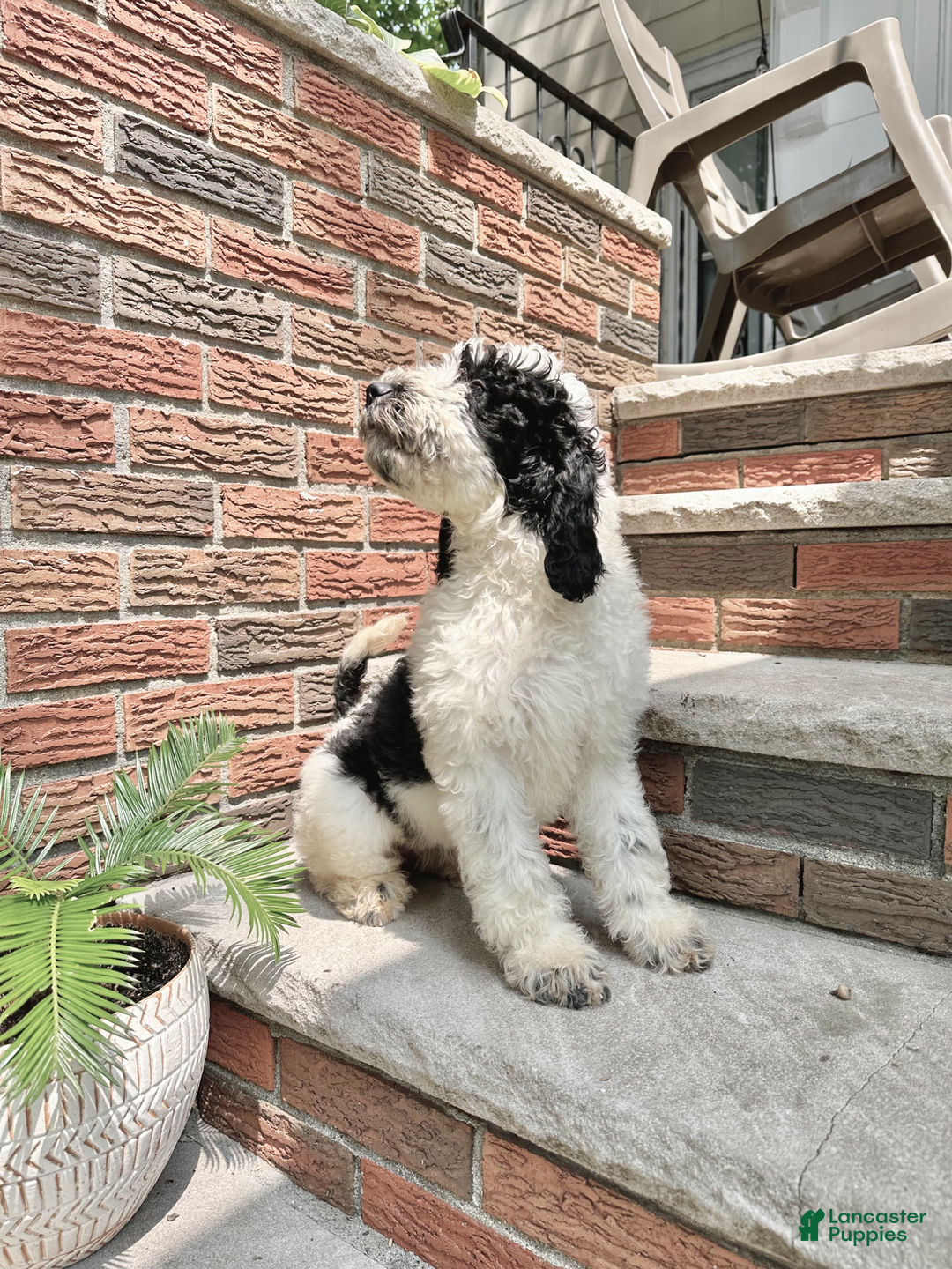 Goldendoodle dogs for sale: Rex - Image 2