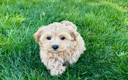 Maltipoo dogs for sale: Bennie - Image 6