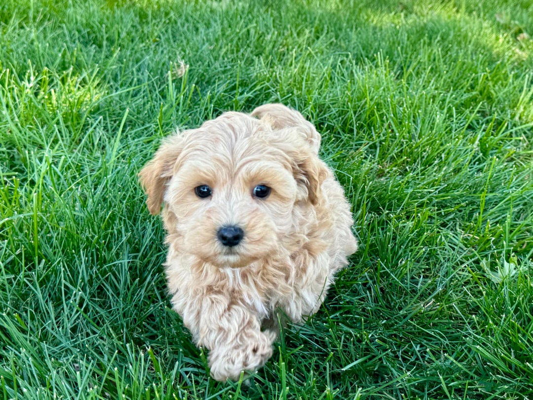 Maltipoo dogs for sale: Bennie - Image 6