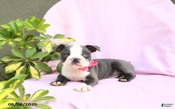 Boston Terrier dogs for sale: Boston Terrier 4 puppies - Image 12