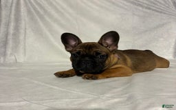 French Bulldog dogs for sale: Autumn - Image 2