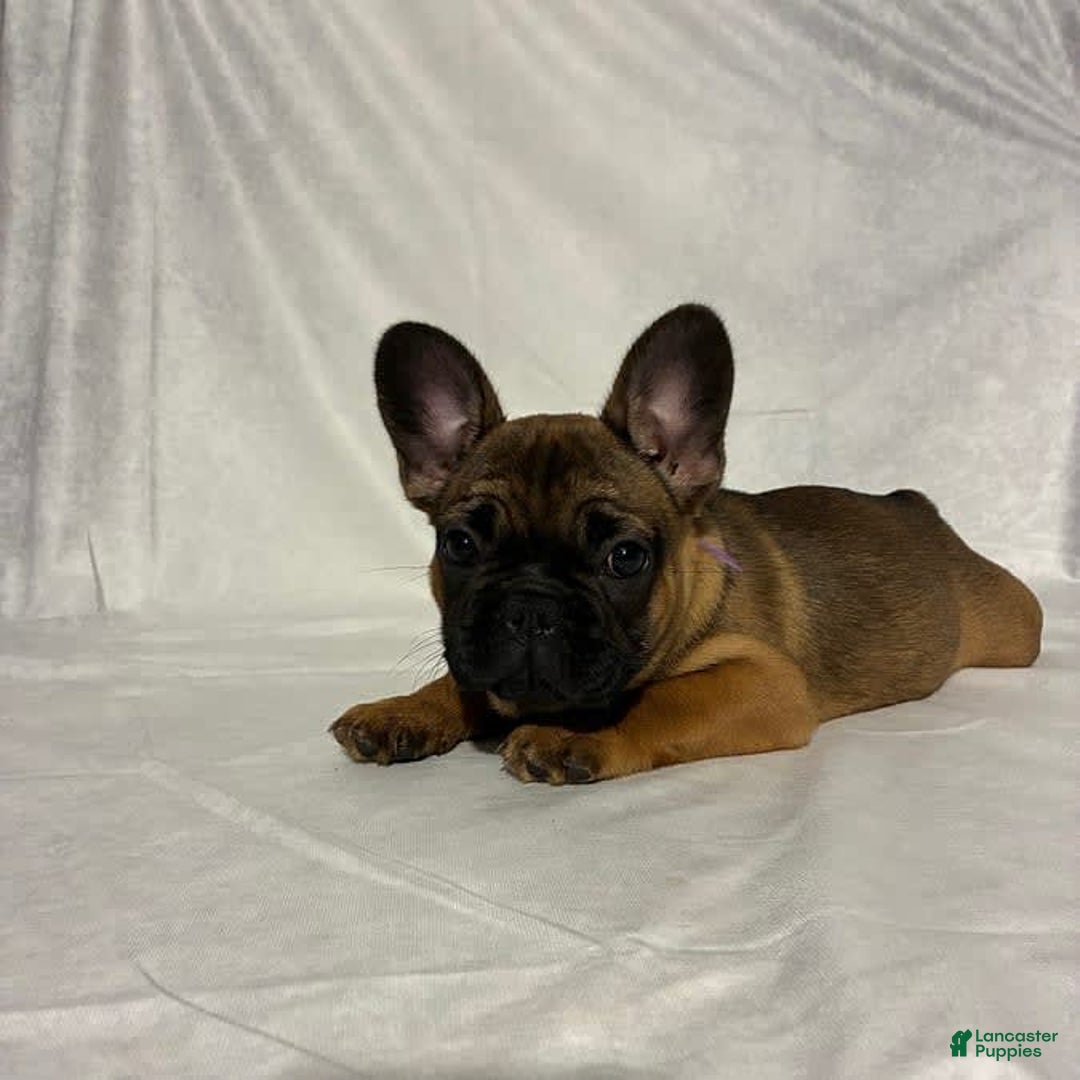 French Bulldog dogs for sale: Autumn - Image 2