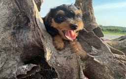 Schnoodle dogs for sale: Ernist - Image 2