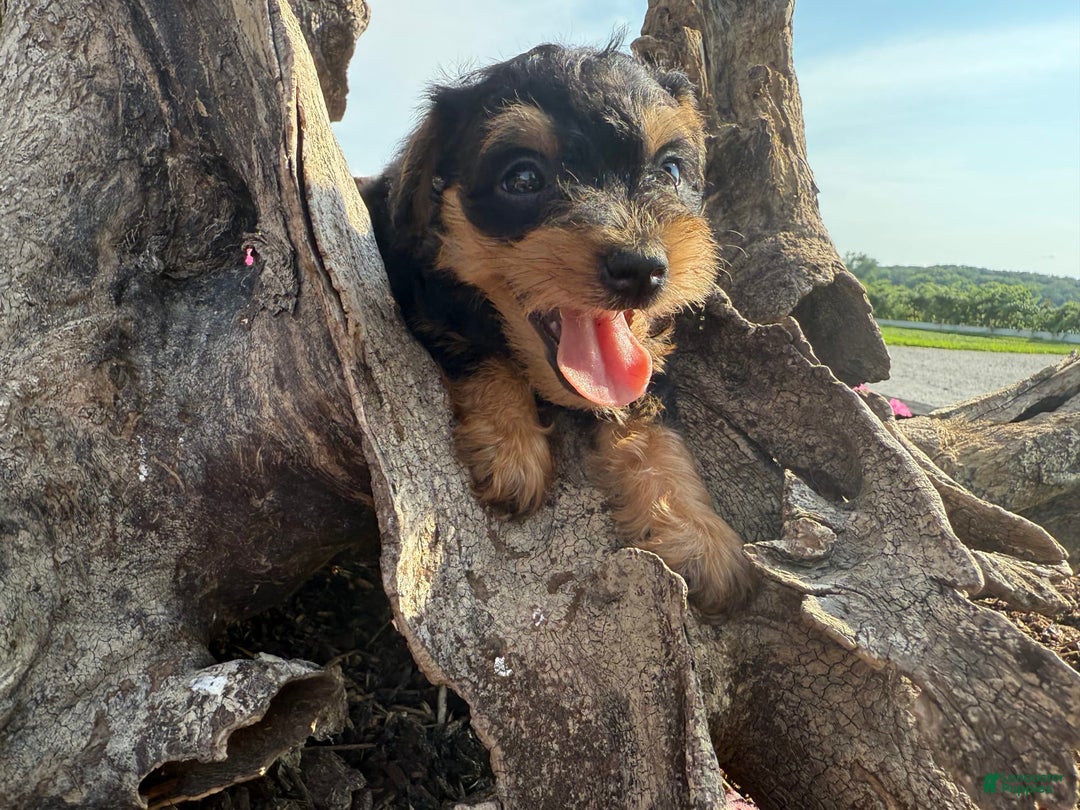 Schnoodle dogs for sale: Ernist - Image 2