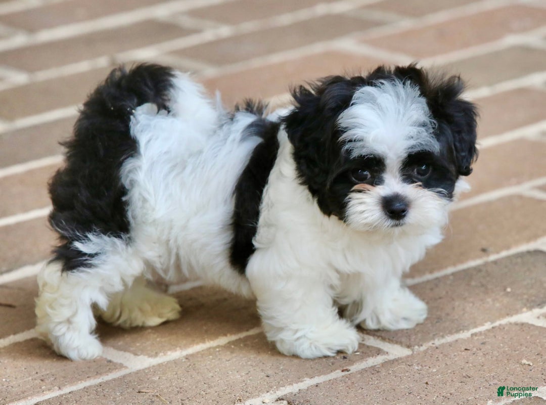 Shihpoo dogs for sale: Bingo - Image 7