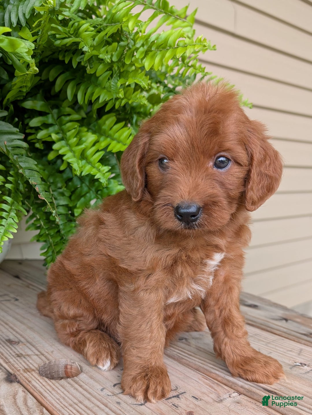 Mini Goldendoodle dogs for sale: Mini-wendy - Image 21
