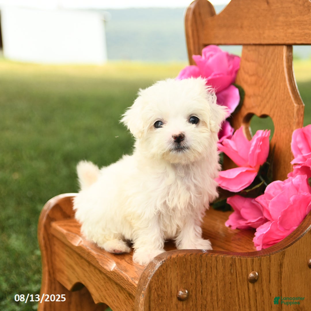 Maltese dogs for sale: Tiny - Image 3
