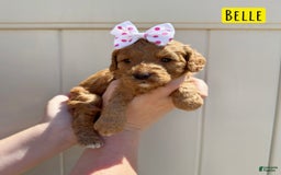 Mini Goldendoodle dogs for sale: Petite Belle - Image 13