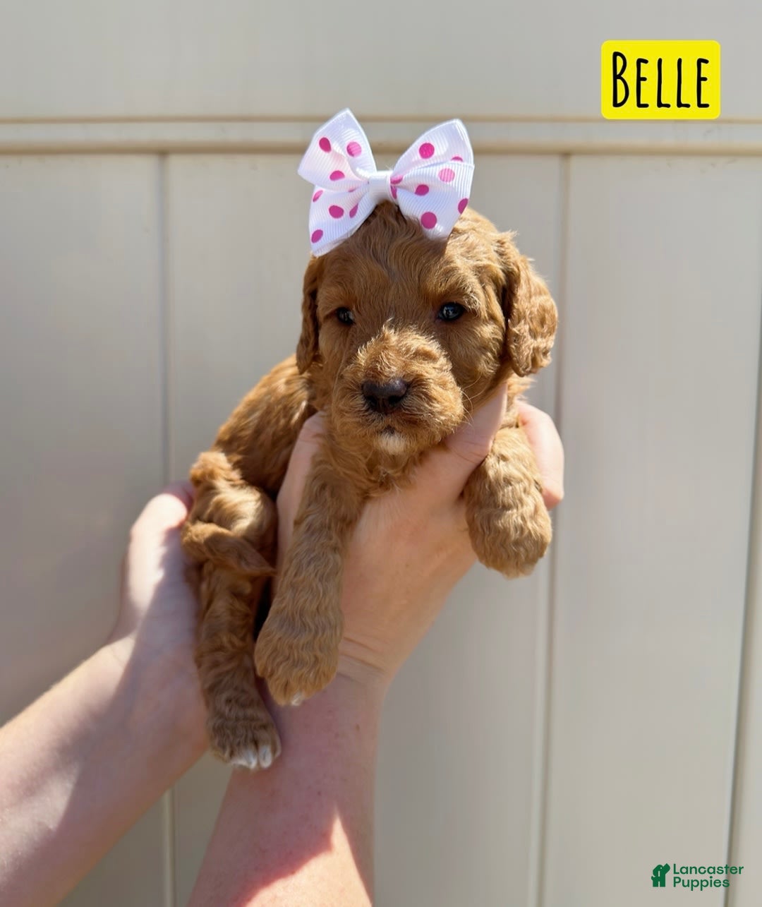 Mini Goldendoodle dogs for sale: Petite Belle - Image 13
