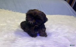 Shih Tzu dogs for sale: Glitterbug Pink - Image 6