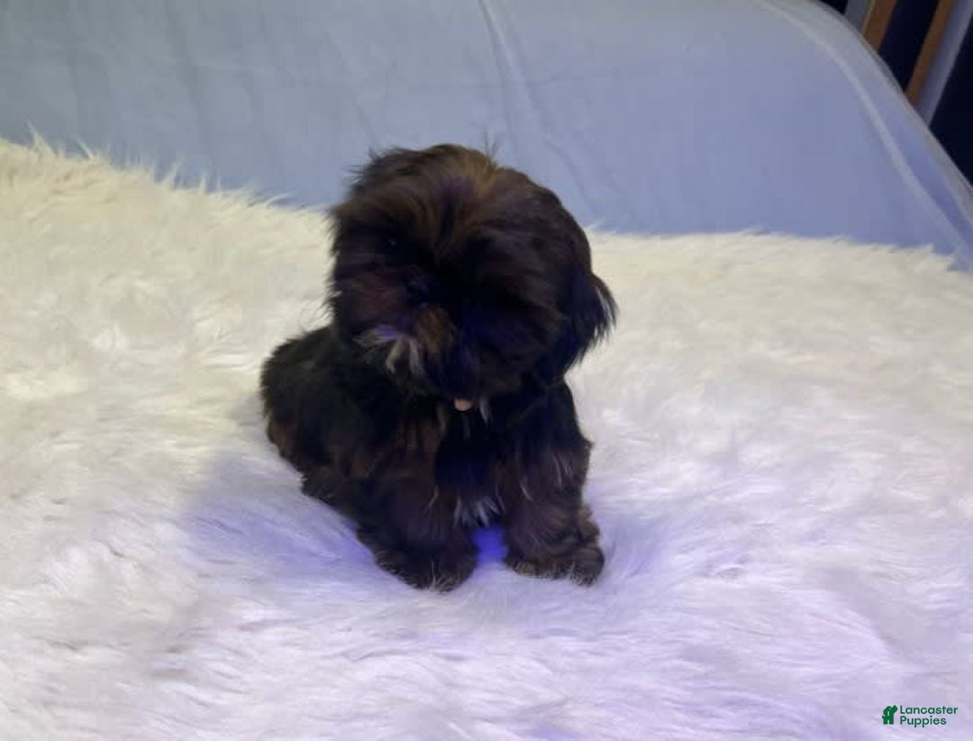 Shih Tzu dogs for sale: Glitterbug Pink - Image 6