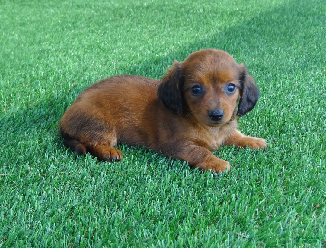 Miniature Dachshund dogs for sale: Abby - Image 6