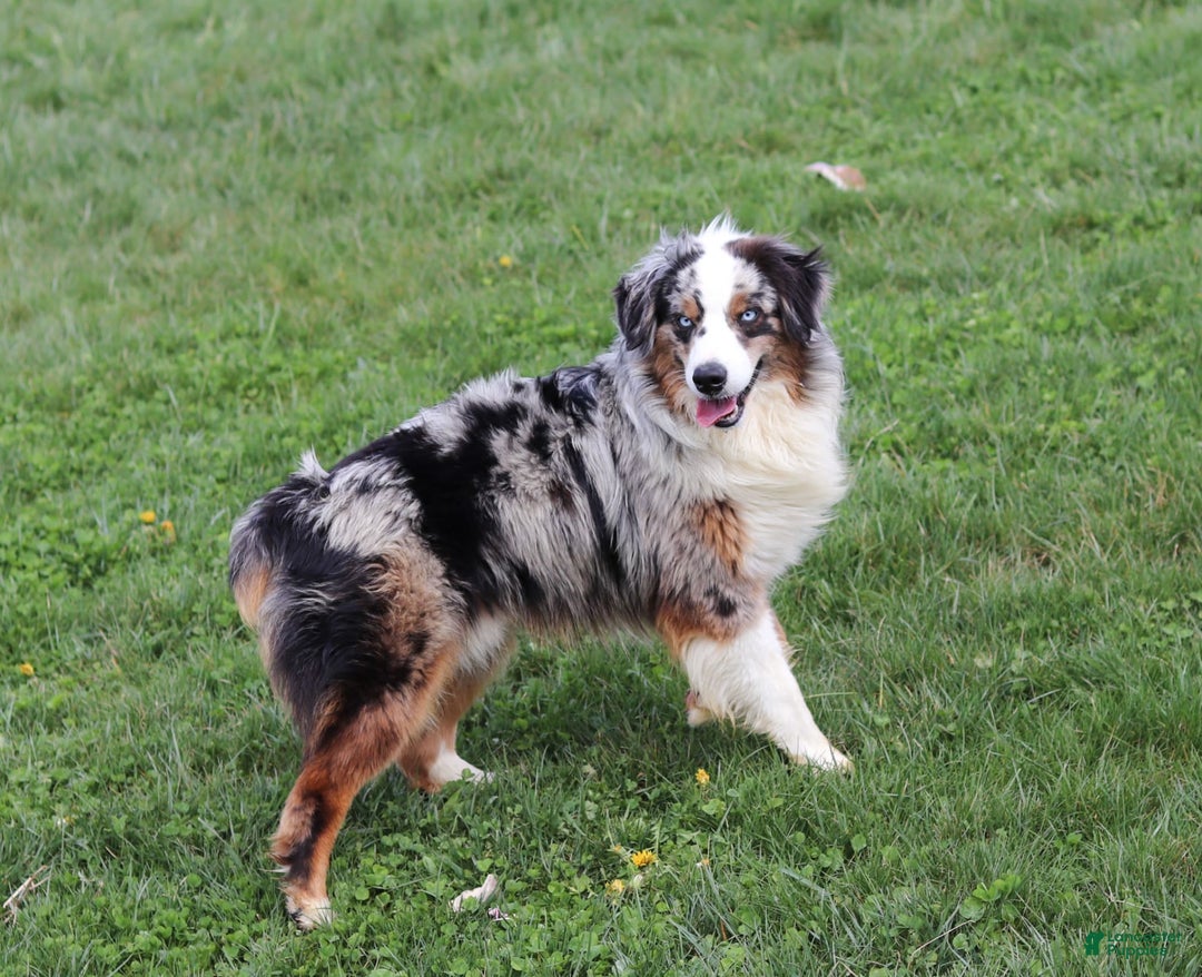 Australian Shepherd dogs for sale: Baja - Image 12