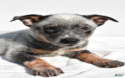 Australian Cattle Dog dogs for sale: Blue Boy - Image 6