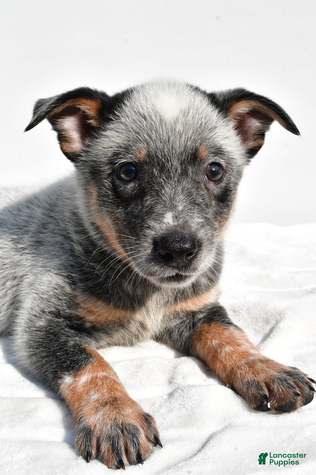 Australian Cattle Dog dogs for sale: Blue Boy - Image 6
